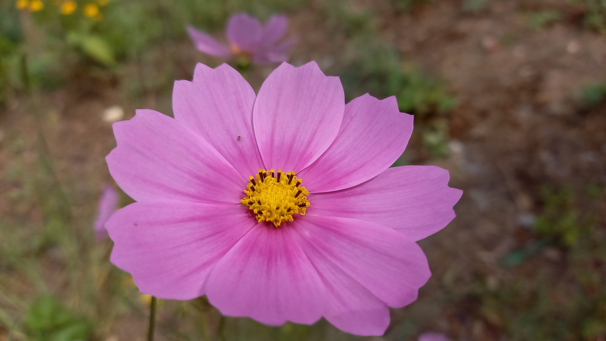 NATURE CORSE (23)